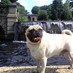 thePugthePug (@iliveindc) Twitter profile photo thePugthePug (@iliveindc) Twitter profile photo