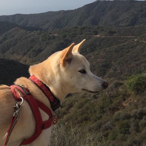 ShibaUke's profile picture. 