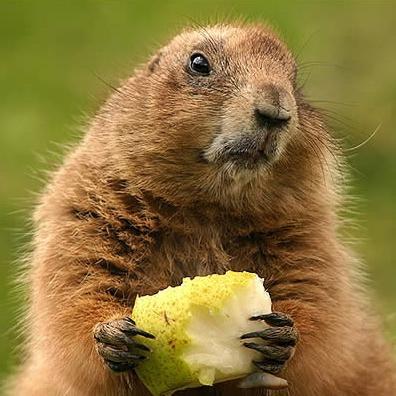 PlantMarmot's profile picture. Build it from nothing