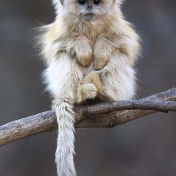 simian69uk3's profile picture. fat and happy