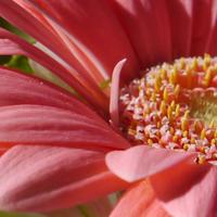 Continental Farms (@continentalfarm) Twitter profile photo