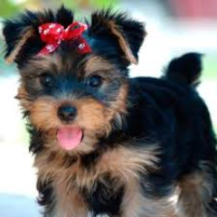 daiane_satos's profile picture. 