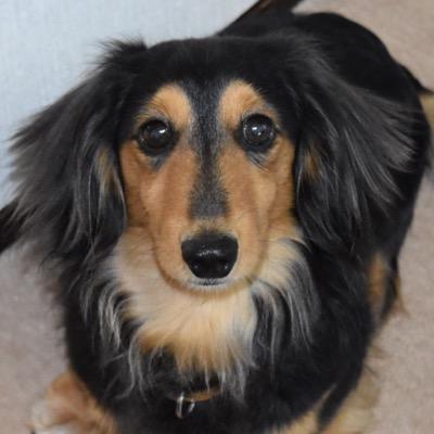 hetarekun0123's profile picture. ラノベ好き、犬好き、ぬこも好き 3Dプリンタ挑戦中 MARS 4 MAX購入後に9Kが出て凹んでます　ドゥルガーii 製作中