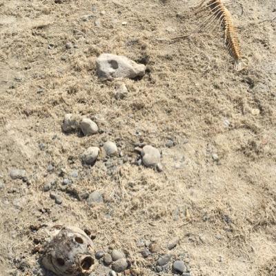 good mornig, today I've dead. I was the last carp alive, be carp my friend. buenos días. hoy he muerto. Era la última carpa viva. se carpa amigo mío!