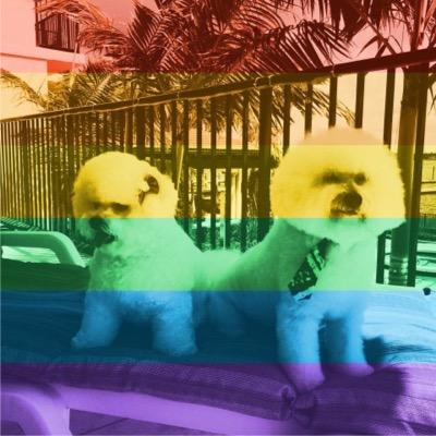 WOOF! We Are 2 Spoiled Bichons That Live A Glamorous Life In Palm Beach! We run with a Fabulous Circle of Friends!