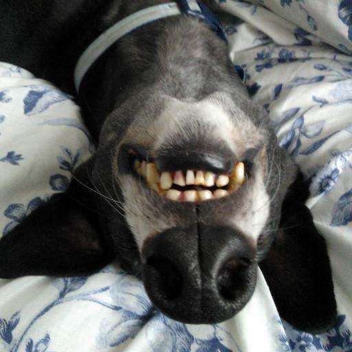 Billy, the beautiful rescued greyhound, went OTR 🌈 21/4/20.