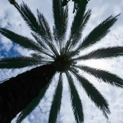 UnderMyPalm's profile picture. 