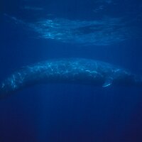blue whale (@bluewhalemusic) 's Twitter Profile