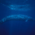 blue whale (@bluewhalemusic) Twitter profile photo blue whale (@bluewhalemusic) Twitter profile photo