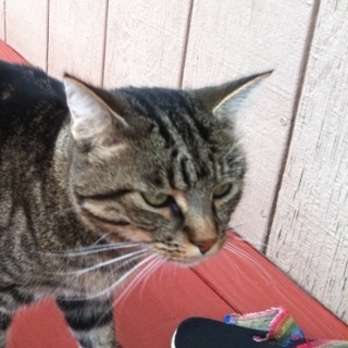 Pinotcat's profile picture. 