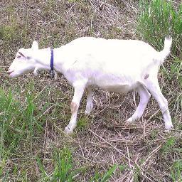 mi_imura's profile picture. コミコノベルで賞を貰い連載をしてその後行方不明の人。