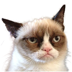 Grumpy Cat Shwag from the swaggest cat on Earth.