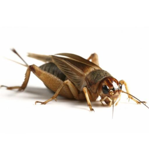 tidakdijual's profile picture. Bukan Nama Sebenarnya