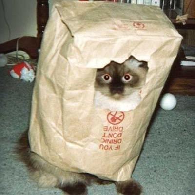 CatOrBag's profile picture. Is it a cat or a bag?! Its Metro North Ultimate!