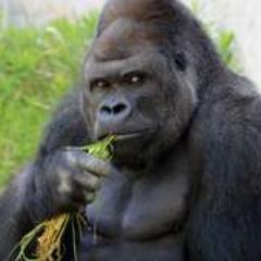 soe_wolter12's profile picture. 