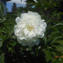 Lynette Carter - @Lynette32477 - Twitter