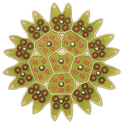 adambrock's profile picture. Permaculture Teacher | Urban Ag-tivist | Network Weaver | Social Entrepreneur |