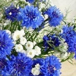 bulbararyk's profile picture. 