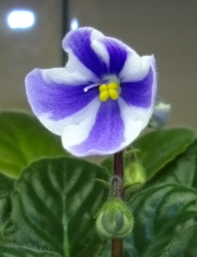 ionantchan's profile picture. Pseudo-cynic
嫌いなもの：自民党、立憲民主党、参政党、公明党、共産党、維新の会、れいわ新撰組、パヨク、ネトウヨ(擬似保守)、