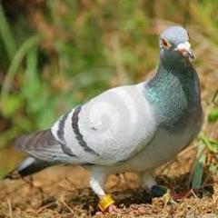 PigeonRacingTip Profile Picture