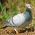 Pigeon Racing Tips (@PigeonRacingTip) Twitter profile photo