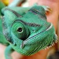 Pet Chameleons(@PetChameleons) 's Twitter Profile Photo