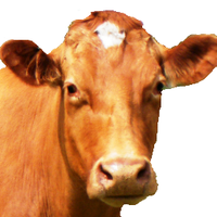 Moo-r-een (@mooreenefs) 's Twitter Profile