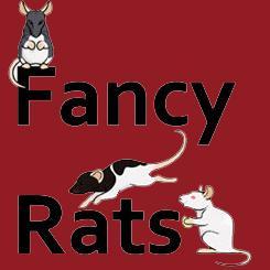 Here to share our love for rats and all things rat related. Our friendly forum (http://t.co/3h9ptQrI9B) provides further help, support, advice and information.