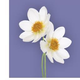 TobaccoCCC's profile picture. The Tobacco Control Collaborating Centre