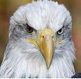 Did you know some eagles live to be 150 !