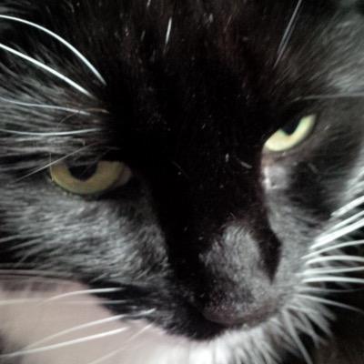 mahalshehri's profile picture. الدين لا يأتي بشكل كلا ولا يأتي بغل او سيف ذو باس شديد الدين تانسه العقول اللين القول السديد .