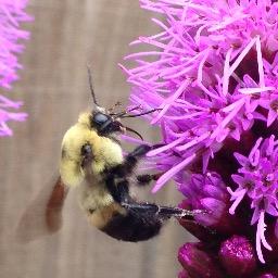BlogicBee's profile picture. bee have, bee smart, bee respectful, bee helpful