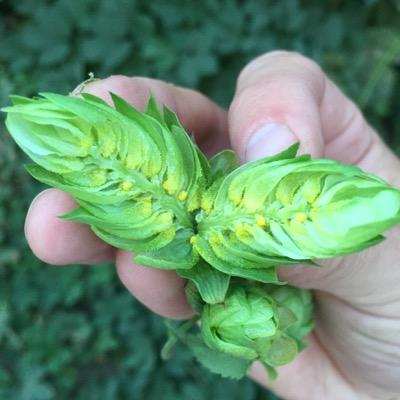 hoodhopsranch's profile picture. 