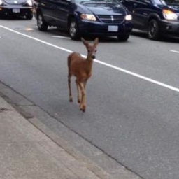 Roaming the streets of Vancouver for your viewing pleasure. I'm not Bambi, If you're looking for her, your best bet is the No. 5 Orange.
