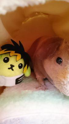 yuugaw029's profile picture. MWAM/邦ロック/プロレス/サッカー/大相撲/マンガ/お笑い/ラーメン/動物全般/が好きな前髪と足が短いアラフォ主婦の雑垢🍀タナパイとシソンヌじろうさんと若元春関にキュンとします🍀人見知りなのでフォローされたら喜びます🍀
#ガウラーさんと繋がりたい #ラーメン好きな人と繋がりたい