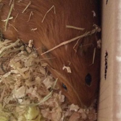 FozzyNibbles's profile picture. 