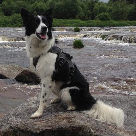 I AM GROOT! I am a three legged border collie. I am a 3 year old rescue dog from @dt_merseyside