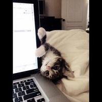 amal (@amalalmtiry1985) 's Twitter Profile