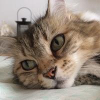 IslaOcean (@islaocean) 's Twitter Profile