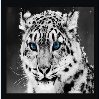 Swenke Elementary, Cy-Fair ISD. Located in Fairfield. Home of the Snow Leopards.