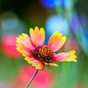 Liliana Rolon (@027981fe201241c) Twitter