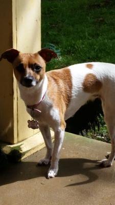 My name is Lady Bug Antes I am mix between jack Russell and Chihuahua.. I live with my daddy Alan Antes. On Big farm in Chapmansboro, TN