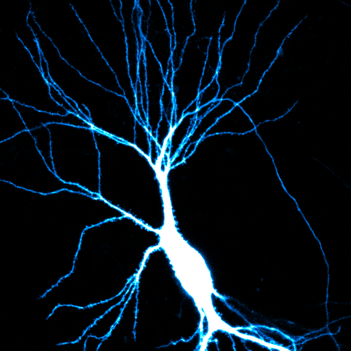 Neuroscientist | Mental Health @wellcometrust