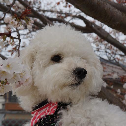 ツバサパソコン教室の看板犬こたろう(♂)です。コタちゃんって呼ばれています。みんななかよくしてね。