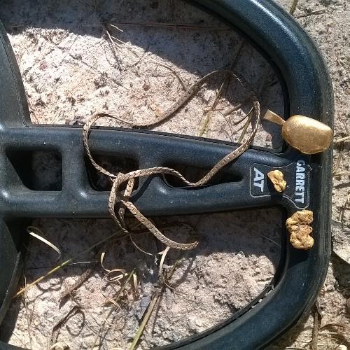 Hi there! Welcome to Todds Treasure Tours.
Cairns is a treasure in itself but we also offer metal detecting as part of our tours. Email me for bookings today!