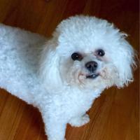 Barbara Gunnell - @n2bichons Twitter Profile Photo