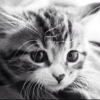 TT (@ttmisic) 's Twitter Profile