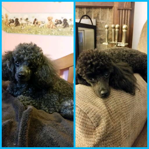 SassyItalian94's profile picture. I'm Italian, Irish, Scottish, and Polish. And I'm proud of it. I have 3 toy poodles (2 are mine), a guinea pig, and a cockatiel. So I'm an animal lover.