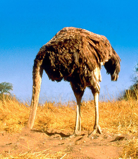 Don't be an OSTRICH and get your head out of the sand! NOW!