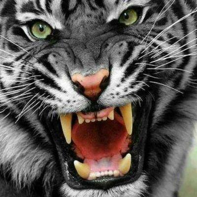 MShahfur's profile picture. 